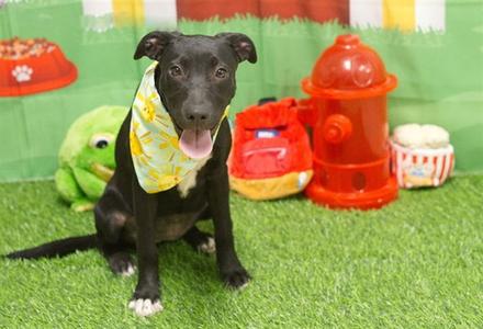 BREITLING, German Shepherd Dog, puppy, available for adoption