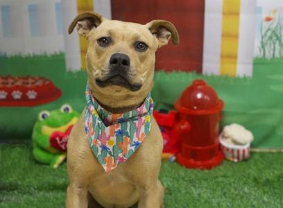COCOA, Pit Bull Terrier, young, available for adoption