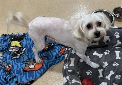 SIMBA, Maltese / Poodle (Miniature), adult, available for adoption