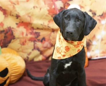 LOUIE, Great Dane, puppy, available for adoption