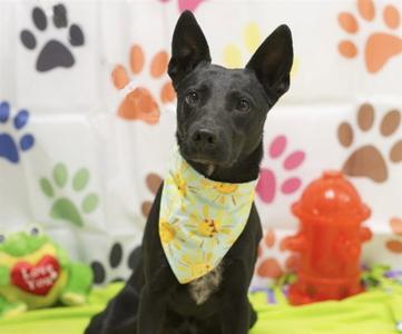 STARK, Australian Kelpie, adult, available for adoption