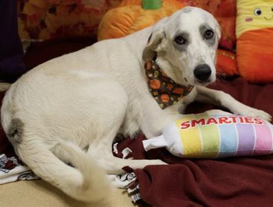 MINNIE, Anatolian Shepherd, adult, available for adoption