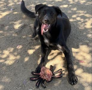 PLUM, Labrador Retriever, young, available for adoption