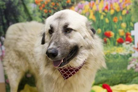 PRINCE, Anatolian Shepherd, adult, available for adoption