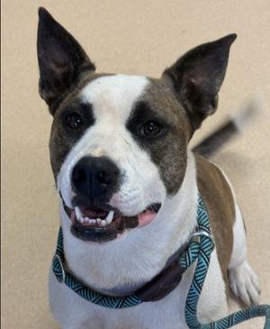 CARDI, American Staffordshire Terrier, adult, available for adoption