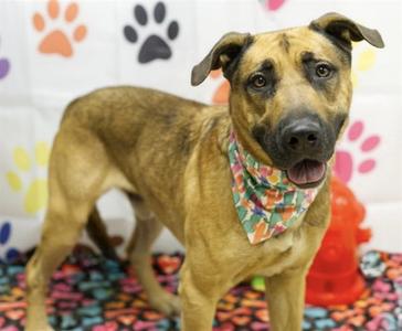 MAC, German Shepherd Dog, adult, available for adoption