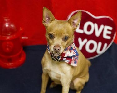 KENO, Miniature Pinscher / Chihuahua, senior, available for adoption
