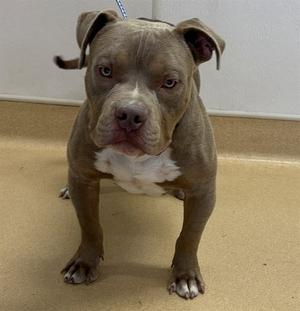 BEANS, Pit Bull Terrier, adult, available for adoption