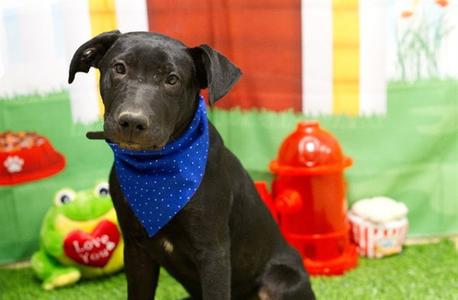 TAG, German Shepherd Dog, puppy, available for adoption