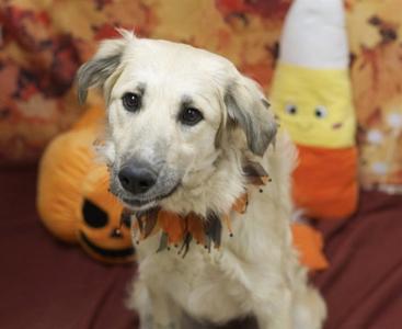 SALLY, Anatolian Shepherd, adult, available for adoption