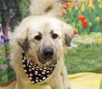 TEDDY, Anatolian Shepherd, adult, available for adoption