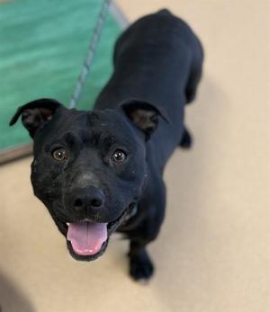 SCAMP, Pit Bull Terrier, young, available for adoption