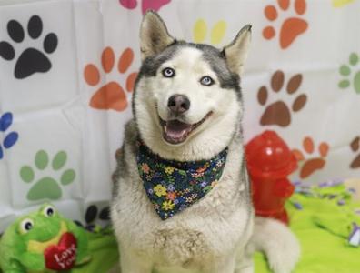 TINK TINK, Siberian Husky, adult, available for adoption