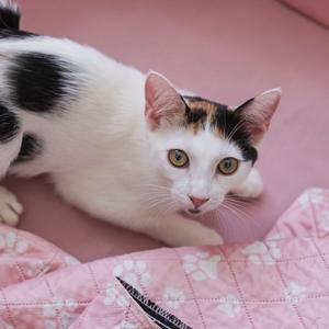 A white cat with black and brown patches lying on a pink blanket.