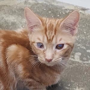 A close-up of a ginger cat with striking blue eyes, looking directly at the camera.