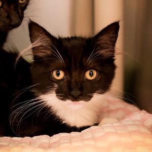 Adele, available for adoption