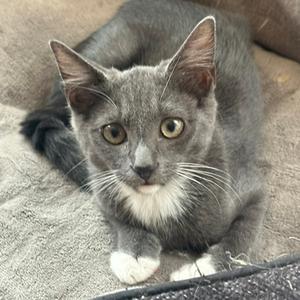 A grey kitten with white markings on its chest and paws lying on a textured surface.