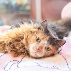 Agatha, adult, available for adoption