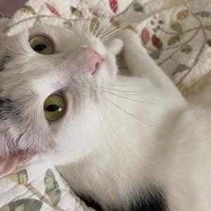 A white cat with green eyes lying on a patterned blanket.