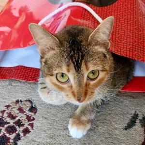 Ava Max, adult, available for adoption