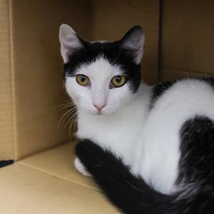 Aimee, adult, available for adoption