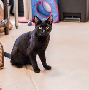 Alani, adult, available for adoption