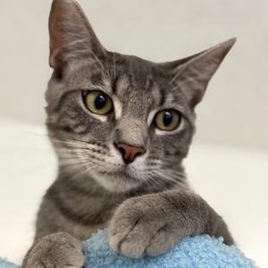 A close-up portrait of a grey tabby cat with green eyes, resting its paw on a blue fuzzy object.