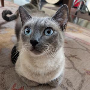 A close-up of a Siamese cat with striking blue eyes, sitting on a patterned rug.