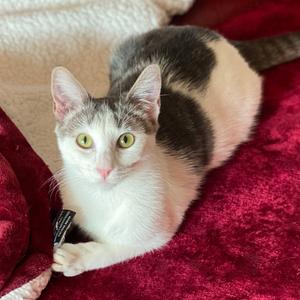 Aura, adult, available for adoption