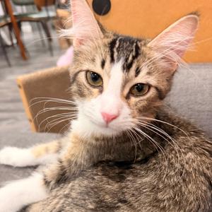 Ares, kitten, available for adoption