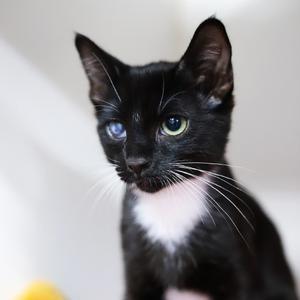 Asher, available for adoption