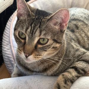 Aria, adult, available for adoption