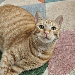 a cat