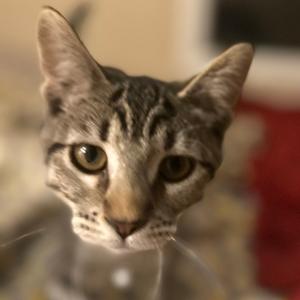 Aurora, adult, available for adoption
