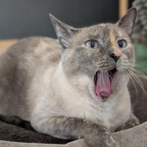 A gray and white cat with blue eyes is yawning widely, showing its pink tongue and teeth. The cat is lying on a soft surface, possibly a blanket or cushion.