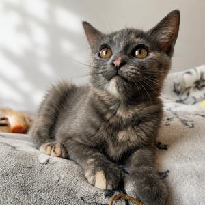 Ashley, available for adoption