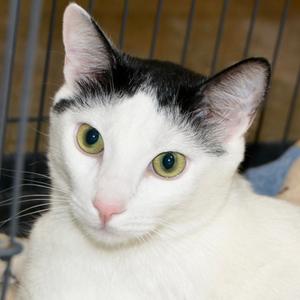 Angel, adult, available for adoption