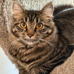 Amelia, adult, available for adoption