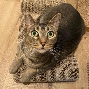 Ash, adult, available for adoption