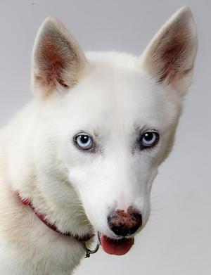 A close-up of a white dog with blue eyes and a red collar.
