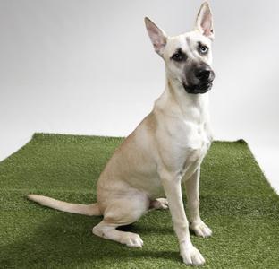 Solar Power, White German Shepherd, young, available for adoption