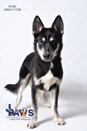A black and white dog with pointed ears standing on a white background