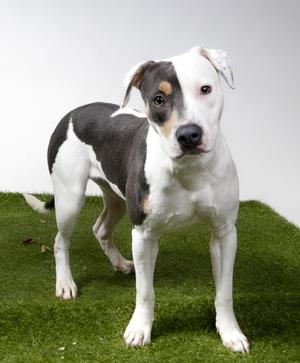 Velvette, Pit Bull Terrier, adult, available for adoption