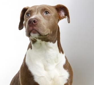 a brown and white dog looking up