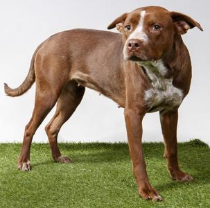 Nella, Pit Bull Terrier, adult, available for adoption