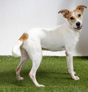 Edgar Allan Poe, Mixed Breed, young, available for adoption