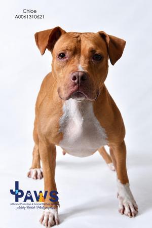 A brown and white dog standing on a white background, looking directly at the camera.
