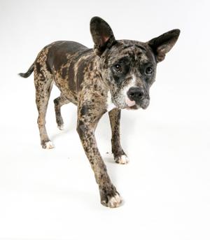 A brindle and white dog with large ears standing on a white background.