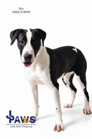 A black and white dog standing on a white background, with its tongue out and looking at the camera. The dog has a white chest and legs, with black patches on its body and head. The text "Shy A0061318939" is displayed at the top of the image, and the logo "Paws" is at the bottom left corner.