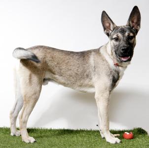 LoveBug, German Shepherd Dog, young, available for adoption